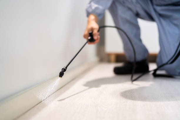 Licensed Wasp Removal service in Roeland Park, KS - Show Me Pest Control